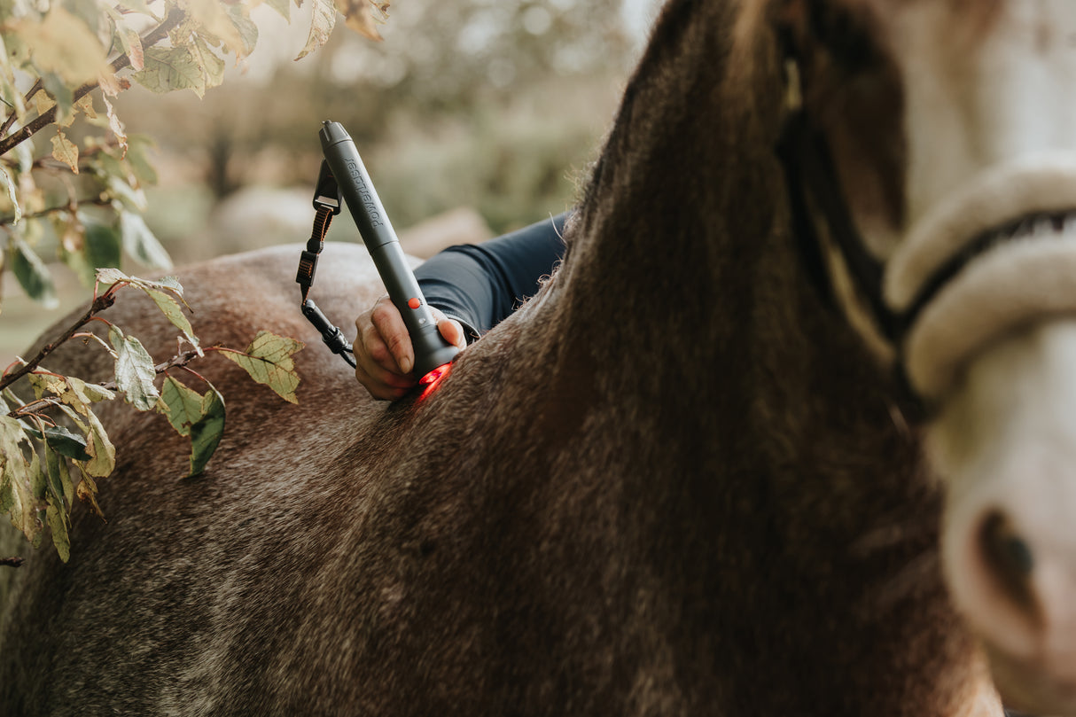 Power laser therapy on horse
